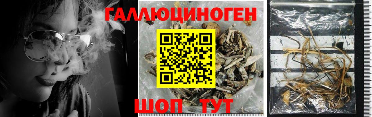 Отрадный  Псилоцибиновые грибы Psilocybe  Вход с VPN 